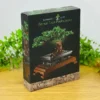 Konstruksiya Bonsai – Bonsai Ağac Konstruksiya Konstruksiya Bonsai – Bonsai Ağac Konstruksiya - Grido hədiyyə mağazası